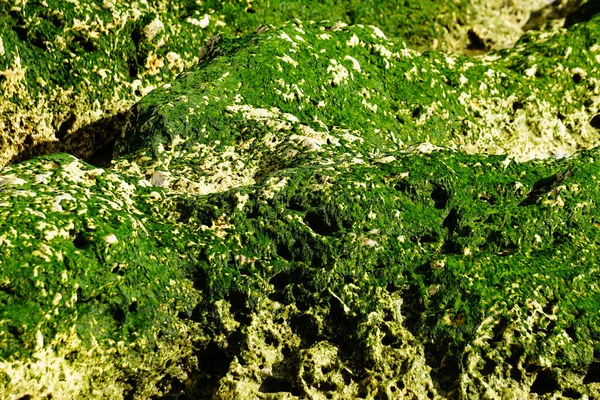 Niebieskie Tło Wody Kamieniami Zieloną Trawą Brzegu Morze Rzeka Jezioro — Zdjęcie stockowe