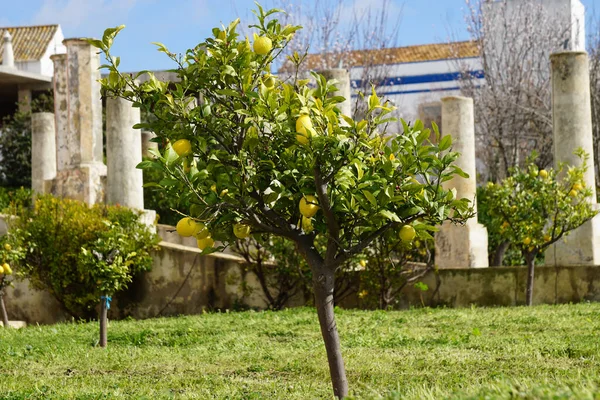 Palace Estoi Suihkulähde Työ Romanttisen Arkkitehtuurin Ainutlaatuinen Algarven Alueella Portugali — kuvapankkivalokuva