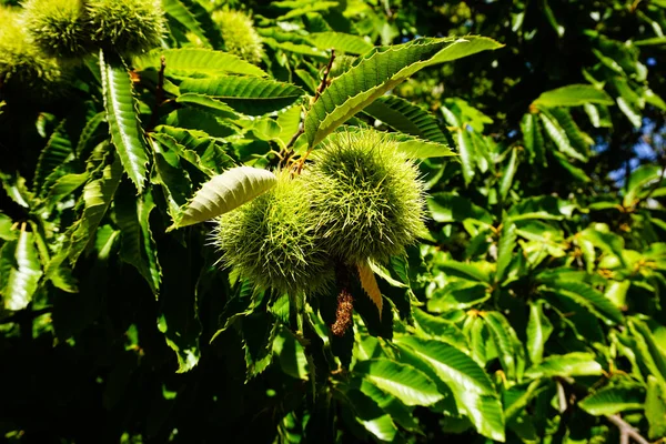 Sweet chestnuts growing on a tree