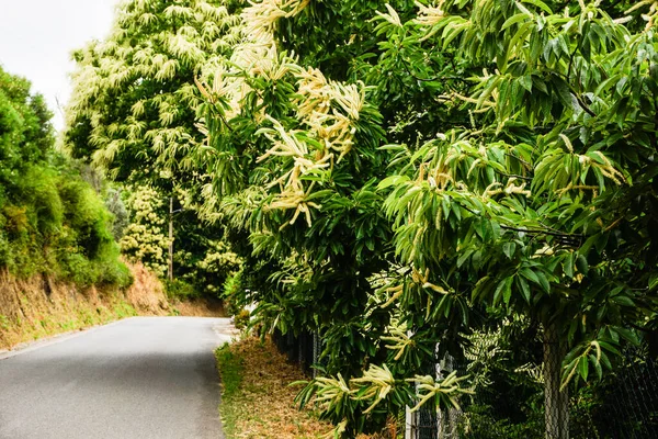 Fiore Castagno Uno Sfondo Congedo Verde — Foto Stock