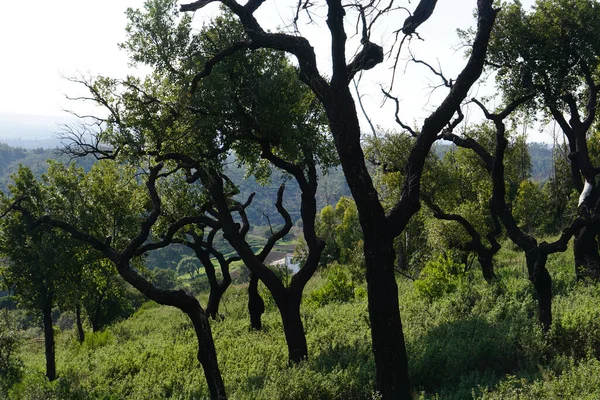 Alentejo Portekiz Deki Mantar Meşesi Tarlaları — Stok fotoğraf