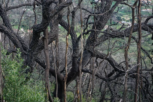 ポルトガルで枯れ木が自然木を燃やした — ストック写真