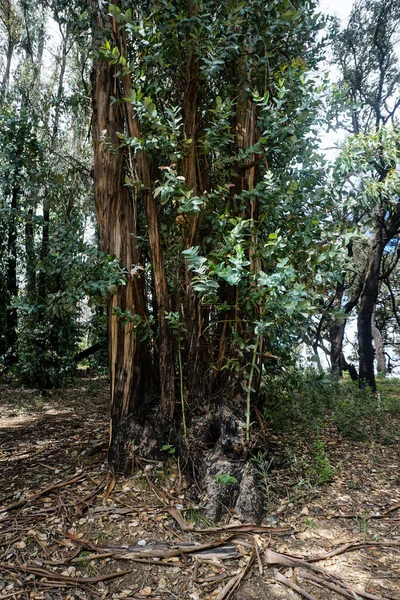 ポルトガルの森の中のユーカリの木 — ストック写真