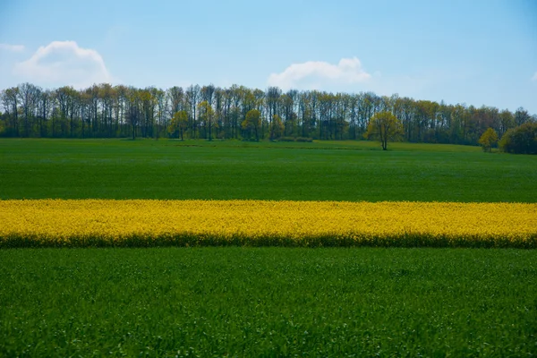 Campo di colza con cielo blu con bella nuvola - impianto per l'energia verde — Foto Stock