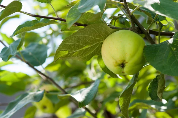 Manzanas verdes en una rama lista para ser cosechada, al aire libre, seleccione —  Fotos de Stock