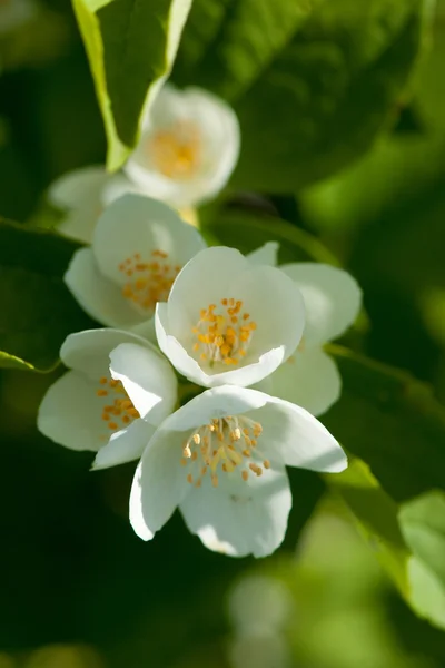 Asminblume wächst am Strauch im Garten mit Sonnenstrahlen und lizenzfreie Stockfotos