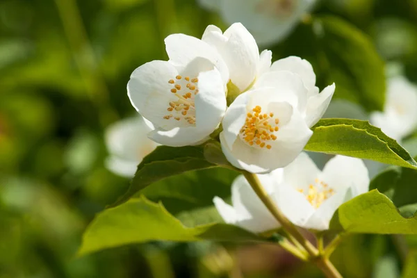 Asmine virág nő a bush-kertben a nap sugarai, és bo Jogdíjmentes Stock Fotók