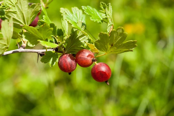 Ripe gooseberries after the watering — Stock Photo, Image