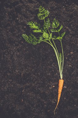 toprak zemin üzerine taze havuç