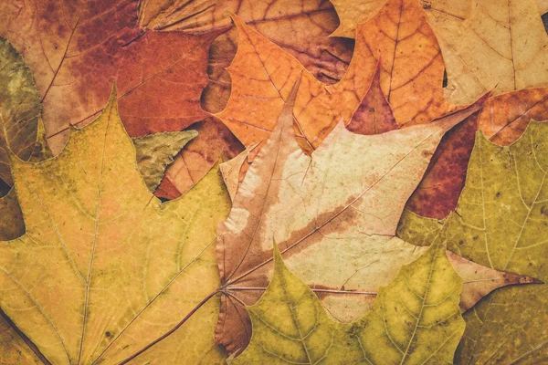 Színes őszi levelek háttér — Stock Fotó