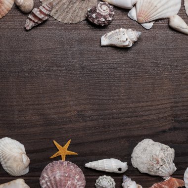 kahverengi ahşap zemin üzerinde farklı deniz kabuklarını