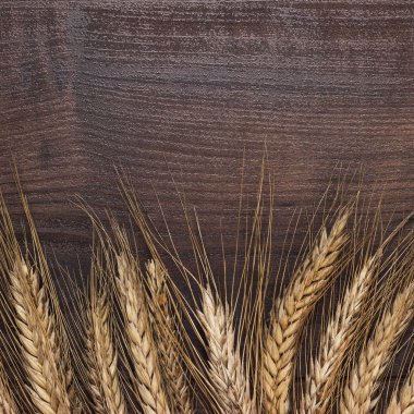 Çavdar ahşap zemin üzerinde kulakları