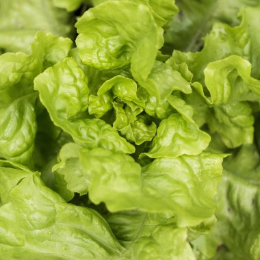 Toprakta büyüyen marul