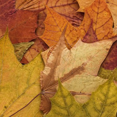 Renkli sonbahar yaprakları arkaplanı