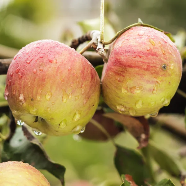 Ferske epler på treet – stockfoto