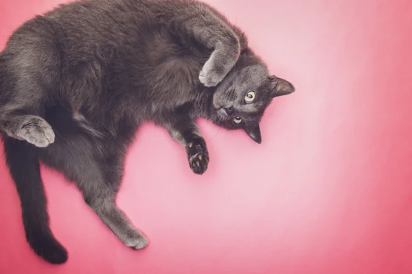 Поза серого смешного кота — стоковое фото