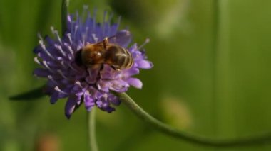 yakın çekim yaz günü çiçek arıya