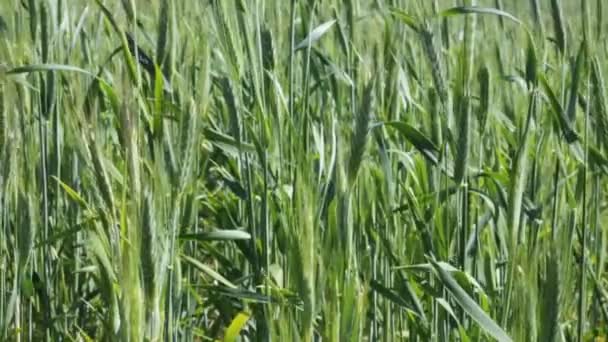 grain vert dans le vent 