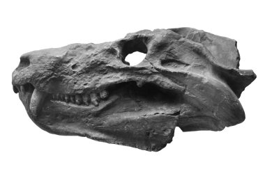 bir dinozorun kafatası
