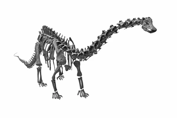 A dinosaur's skeleton — Stock Photo, Image