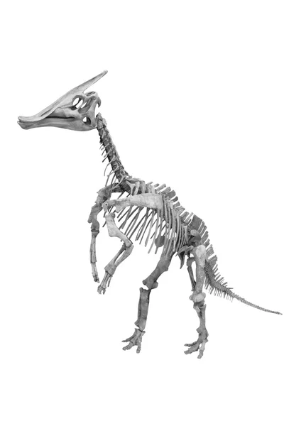 Dinosaur's skeleton isolated — Stock Photo, Image