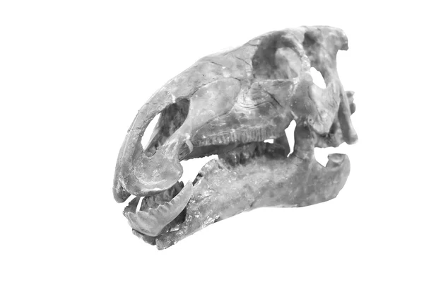 Dinosaur's skeleton isolated — Stock Photo, Image