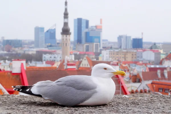 Deniz-martı Tallinn eski şehirde karşı — Stok fotoğraf