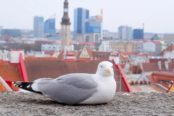 Zee-meeuw tegen de oude stad van Tallinn — Stockfoto