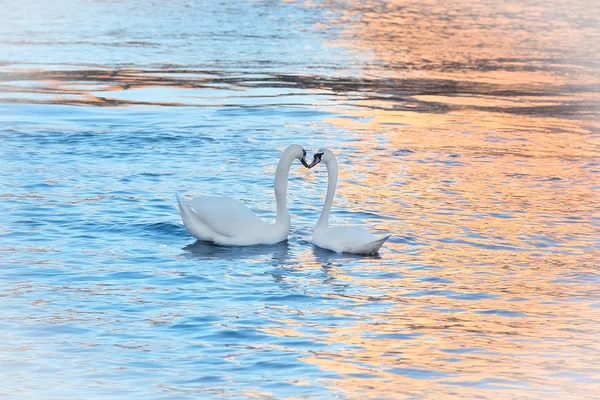 Image of swimming swans — Stock Photo, Image