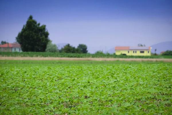 Jordbruks sommar landskap — Stockfoto