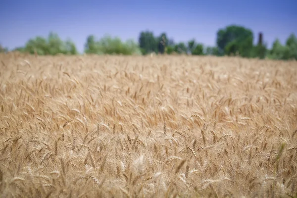 Landbouw zomer landschap — Stockfoto