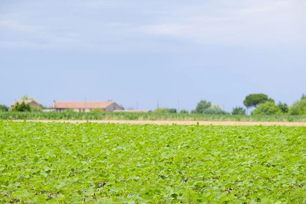 Paisaje agrícola de verano —  Fotos de Stock