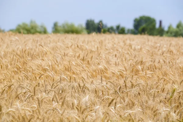 Paisagem agrícola verão — Fotografia de Stock