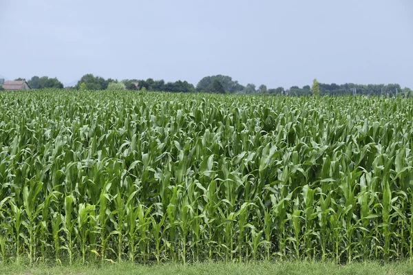 Jordbruks sommar landskap — Stockfoto