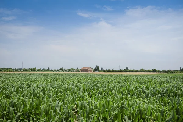 Jordbruks sommar landskap — Stockfoto