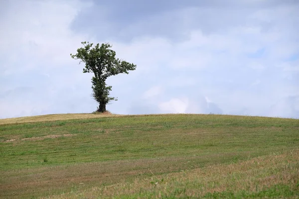 Boom op een heuvel — Stockfoto