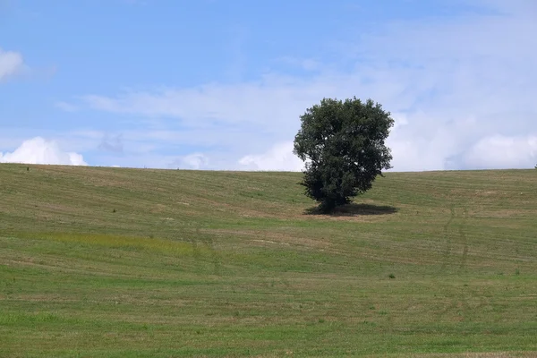 Boom op een heuvel — Stockfoto