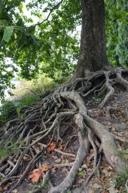 Nehir kıyısında yaşlı bir ağaç köklerinin