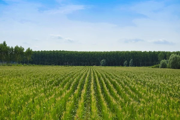 Landskap med bilden av sädesfält — Stockfoto