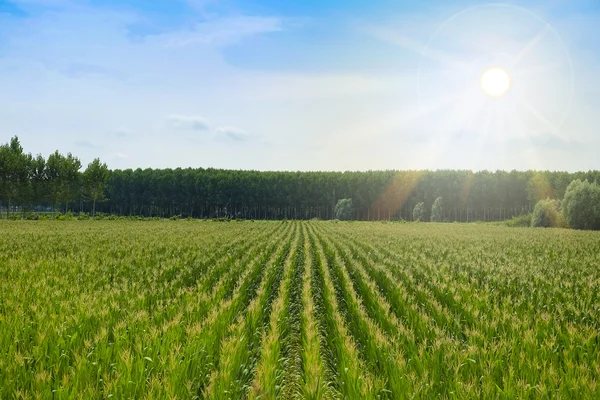 Landskap med bilden av sädesfält — Stockfoto