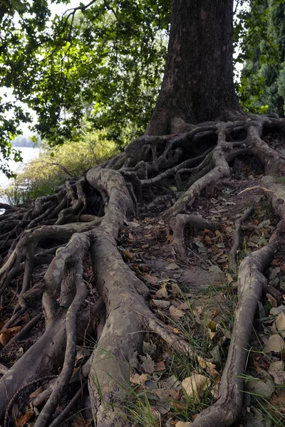 Корни старого дерева на берегу реки — стоковое фото
