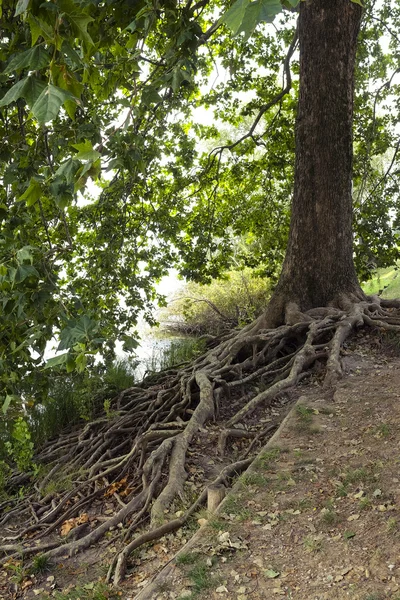 Wortels van een oude boom op de rivieroever — Stockfoto