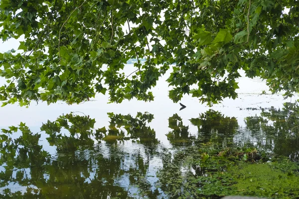 Reflexão de uma árvore em um rio — Fotografia de Stock