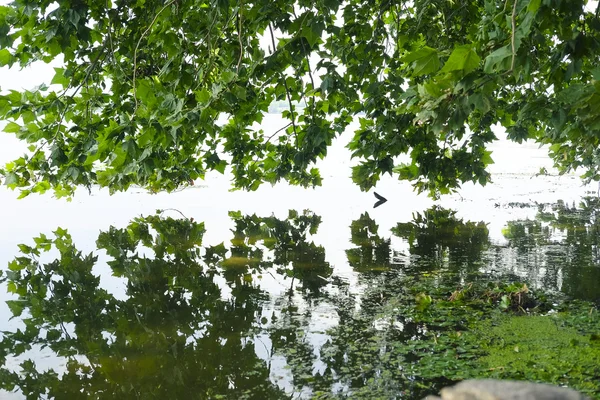 Speglar ett träd i en flod — Stockfoto