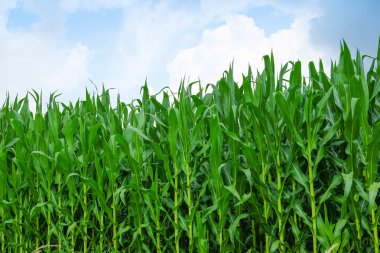 İle bir İtalyan kırsal manzara