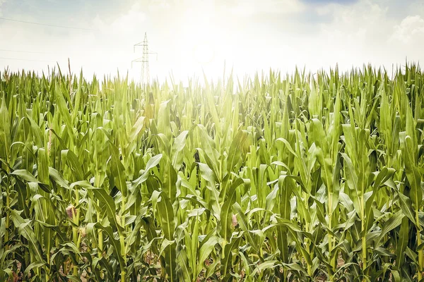 Landskap med en italienska landsbygden — Stockfoto