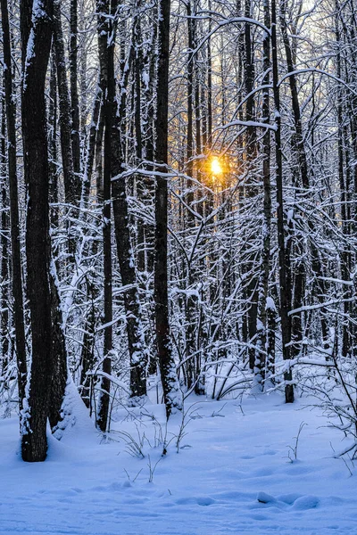 Paisaje Invernal Con Imagen Madera Atardecer —  Fotos de Stock