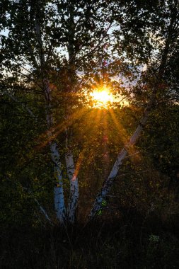 Rusya 'nın merkezindeki ormanlık alanda gün batımı