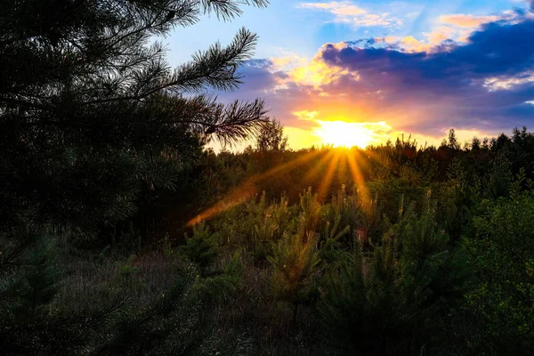 Puesta Sol Bosque Centro Rusia — Foto de Stock