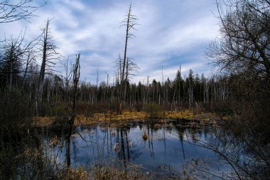 Yüksek su resimli bahar manzarası